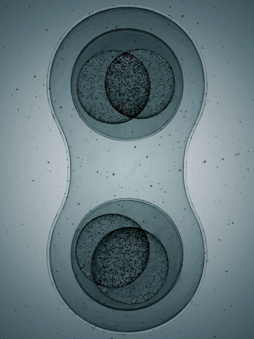 Muse exosomes visualised